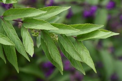 Callicarpa dichotoma 'Issai' (Issai Purple Beautyberry), leaf, summer