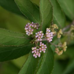 Callicarpa dichotoma (Purple Beautyberry), flower, full