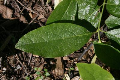 Calycanthus 'Venus' (Venus Sweetshrub), leaf, upper surface