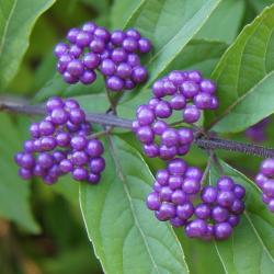 Callicarpa dichotoma 'Issai' (Issai Purple Beautyberry), fruit, mature