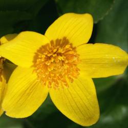 Caltha palustris (Marsh Marigold), flower, full