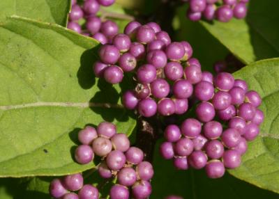 Callicarpa dichotoma (Purple Beautyberry), fruit, mature