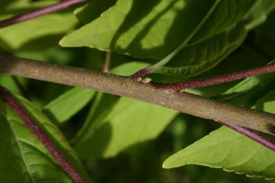 Callicarpa dichotoma (Purple Beautyberry), bud, lateral