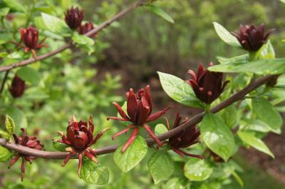 Calycanthus floridus (Carolina-allspice), flower, full