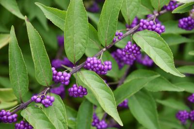 Callicarpa dichotoma 'Issai' (Issai Purple Beautyberry), infructescence