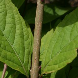 Callicarpa dichotoma (Purple Beautyberry), bark, twig