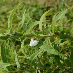 Calystegia sepium (Hedge Bindweed), habit, summer
