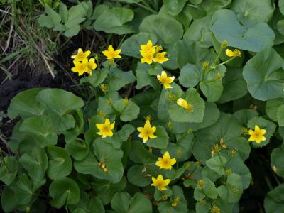 Caltha palustris (Marsh Marigold), habit, spring