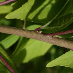 Callicarpa dichotoma (Purple Beautyberry), bud, lateral