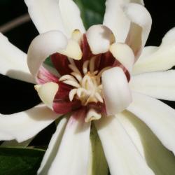 Calycanthus 'Venus' (Venus Sweetshrub), flower, throat