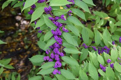 Callicarpa dichotoma 'Issai' (Issai Purple Beautyberry), infructescence