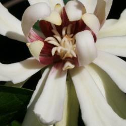 Calycanthus 'Venus' (Venus Sweetshrub), flower, throat