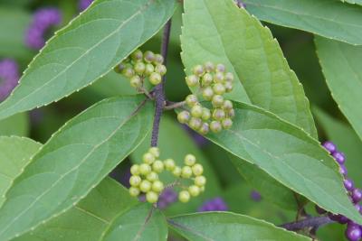Callicarpa dichotoma 'Issai' (Issai Purple Beautyberry), fruit, immature