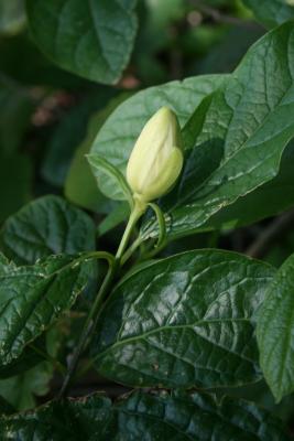 Calycanthus 'Venus' (Venus Sweetshrub), bud, flower