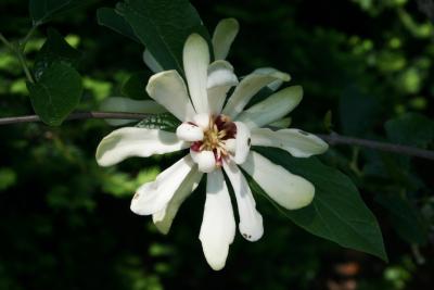 Calycanthus 'Venus' (Venus Sweetshrub), flower, full