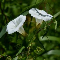 Calystegia sepium (Hedge Bindweed), flower, full