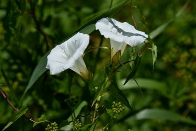Calystegia sepium (Hedge Bindweed), flower, full