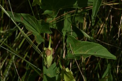 Calystegia sepium (Hedge Bindweed), leaf, summer