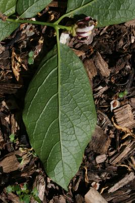 Calycanthus 'Venus' (Venus Sweetshrub), leaf, lower surface