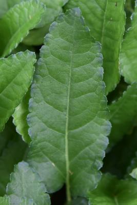 Campanula poscharskyana (Serbian Bellflower), leaf, upper surface
