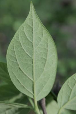 Calycanthus floridus (Carolina-allspice), leaf, lower surface