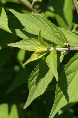 Callicarpa dichotoma 'Early Amethyst' (Early Amethyst Purple Beautyberry), leaf, new