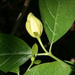 Calycanthus 'Venus' (Venus Sweetshrub), bud, flower