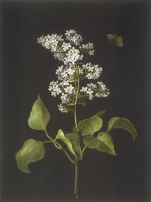 Syringa vulgaris (white)