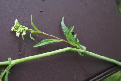 Capsella bursa, pastoris (Shepherd's Purse), leaf, new