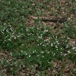 Cardamine concatenata (Toothwort), habit, spring