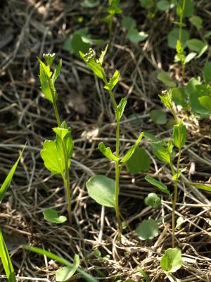 Cardamine bulbosa (Coralroot Bittercress), habit, spring