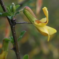 Caragana rosea (Rosy Pea-shrub), flower, side