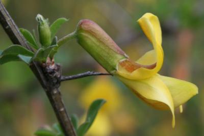 Caragana rosea (Rosy Pea-shrub), flower, side