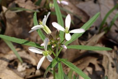 Cardamine concatenata (Toothwort), flower, full