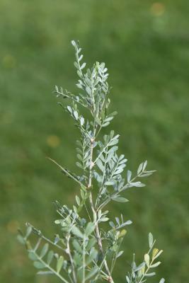 Caragana microphylla 'Mongolian Silver Spires' (Mongolian Silver Spires Little-leaved Pea-shrub), leaf, fall
