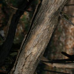Campsis radicans (Trumpet Vine), bark, mature