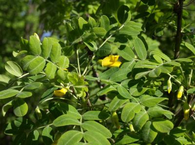 Caragana arborescens (Siberian Pea-shrub), leaf, summer