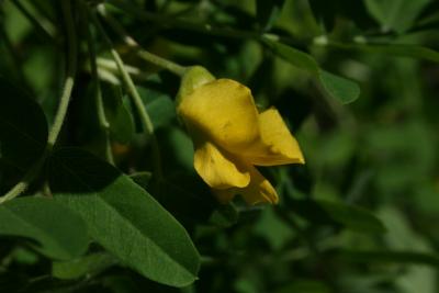 Caragana arborescens (Siberian Pea-shrub), flower, side