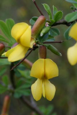 Caragana rosea (Rosy Pea-shrub), flower, throat
