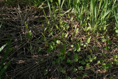 Cardamine bulbosa (Coralroot Bittercress), habit, spring