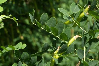 Caragana arborescens (Siberian Pea-shrub), leaf, summer