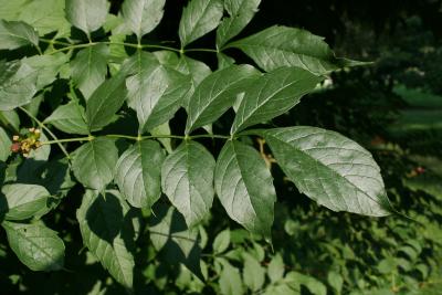 Campsis radicans (Trumpet Vine), leaf, upper surface