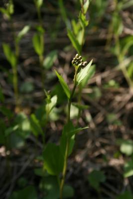 Cardamine bulbosa (Coralroot Bittercress), flower, bud