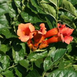 Campsis radicans (Trumpet Vine), flower, full