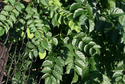 Campsis radicans (Trumpet Vine), leaf, summer