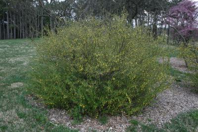 Caragana rosea (Rosy Pea-shrub), habit, spring