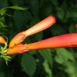 Campsis radicans (Trumpet Vine), flower, side