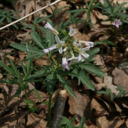 Cardamine concatenata (Toothwort), habit, spring