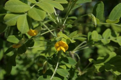 Caragana arborescens (Siberian Pea-shrub), flower, throat