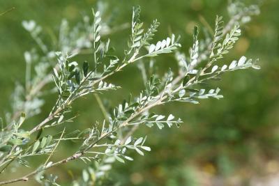 Caragana microphylla 'Mongolian Silver Spires' (Mongolian Silver Spires Little-leaved Pea-shrub), leaf, fall